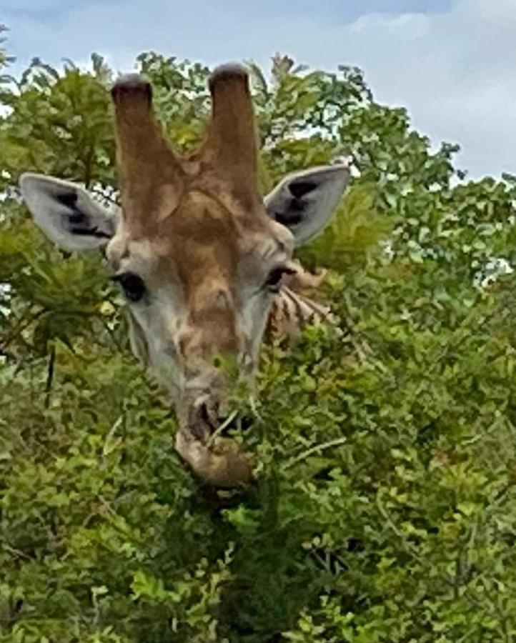 Overnight Stop Before Kruger National Park Палаборва Екстериор снимка