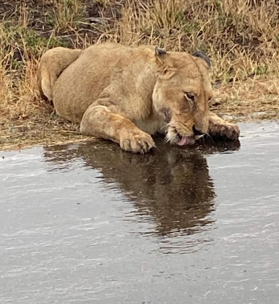 Overnight Stop Before Kruger National Park Палаборва Екстериор снимка