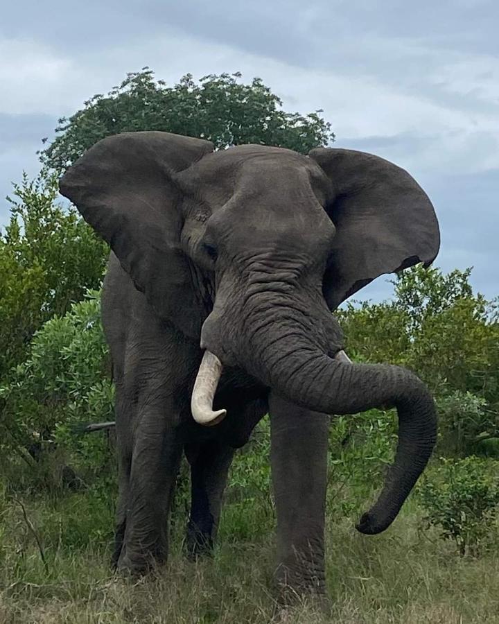 Overnight Stop Before Kruger National Park Палаборва Екстериор снимка